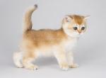 Anuta black golden shell ny 12  golden chinchilla - British Shorthair Kitten For Sale - Houston, TX, US