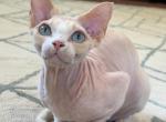 Tinker Bell - Devon Rex Kitten For Sale - 