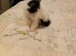 SOLD Male White Van - Persian Kitten For Sale - 