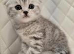 Make - Scottish Fold Cat For Sale - 