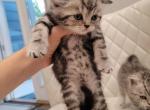 Max - Scottish Straight Kitten For Sale - 