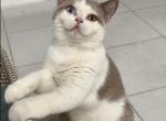 LIKE - British Shorthair Kitten For Sale - Los Angeles, CA, US