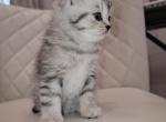 Lily - Scottish Straight Kitten For Sale - 