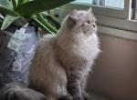 Bella - Persian Kitten For Sale - 