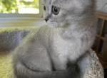 Blue shaded British Shorthair - British Shorthair Kitten For Sale - 