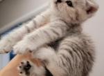 lucky - Scottish Straight Kitten For Sale - 