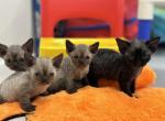 Blue Angels - Devon Rex Kitten For Sale - 