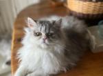 Patches - Persian Kitten For Sale - 