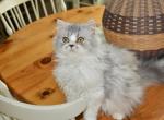 Munky - Persian Kitten For Sale - 