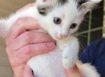 Snoopy - American Shorthair Kitten For Sale - 