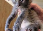 Daisy - Domestic Kitten For Sale - 