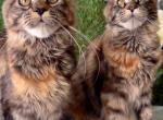 Jambo Life Maya & Jamaica Life Maya - Maine Coon Kitten For Sale - 