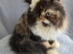 Scarlett - Persian Kitten For Sale - Harwood Heights, IL, US