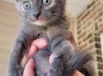 Lily - Domestic Kitten For Sale - Walkerton, IN, US