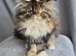 Anya SOLD - Domestic Kitten For Sale - 