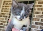 Rosie - Domestic Kitten For Sale - Walkerton, IN, US