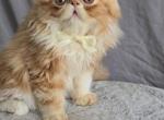 Preston - Domestic Kitten For Sale - 