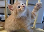 Tex - Norwegian Forest Kitten For Sale - 