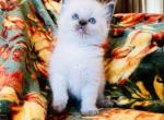 Romeo - Ragdoll Kitten For Sale - Los Angeles, CA, US