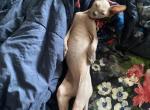 Mimi - Sphynx Kitten For Sale - Chicago, IL, US