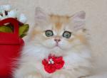 Kleo - British Shorthair Kitten For Sale - Norwalk, CT, US