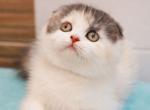 Joys - Scottish Fold Kitten For Sale - Norwalk, CT, US