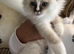 Seal point with a blaze - Ragdoll Kitten For Sale - 