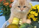 British longhair - British Shorthair Kitten For Sale - 