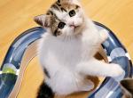 Sandy BestOfTheBest - Scottish Straight Kitten For Sale - 