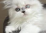 Demure - Ragdoll Kitten For Sale - 