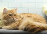 Thunder of RomanovCats - Siberian Kitten For Sale - 