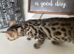 Charley 2 - Bengal Kitten For Sale - Vandalia, OH, US