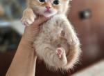 DB - Scottish Fold Kitten For Sale - 