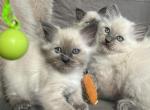 Ragdoll litter - Ragdoll Kitten For Sale - Lowell, MA, US