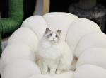 Tudou - Ragdoll Cat For Sale/Service - Beaverton, OR, US