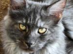 Angel - Maine Coon Kitten For Sale - 