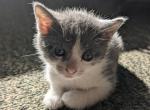 Marshmellow - Domestic Kitten For Sale - 