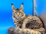 Boris - Maine Coon Kitten For Sale - FL, US