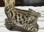 Beau - Bengal Kitten For Sale - AR, US