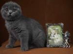 Dawn - Scottish Fold Kitten For Sale - North Richland Hills, TX, US