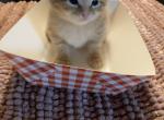 Orange - Domestic Kitten For Adoption - Monessen, PA, US