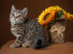 Pauley - Scottish Straight Kitten For Sale - North Richland Hills, TX, US