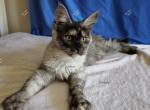 Ishtar Black Smoke Tortie - Maine Coon Kitten For Sale - Longmont, CO, US