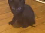 Burmese kitten - Burmese Kitten For Sale - Worcester, MA, US