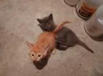 6 kittens - Domestic Kitten For Sale - 