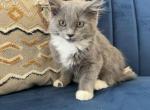 Duchess - Domestic Kitten For Sale - 