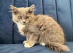 Duchess - Domestic Kitten For Sale - Westfield, MA, US