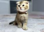 Pink - Scottish Fold Kitten For Sale - Houston, TX, US