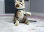 Blue - British Shorthair Kitten For Sale - Houston, TX, US