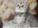 Matroskin - British Shorthair Kitten For Sale - 